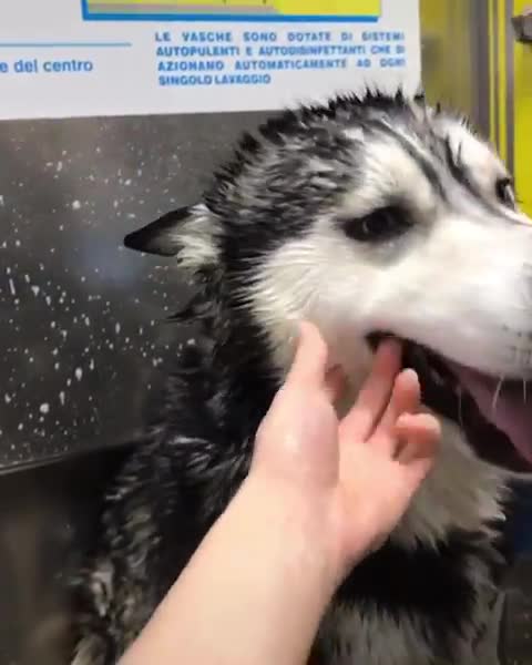 smiles during bath ❤️ Info: we actually give him a bath once every 2 months