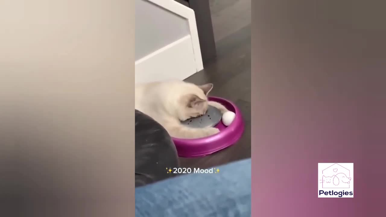 Funny pet videos to enjoy and laugh