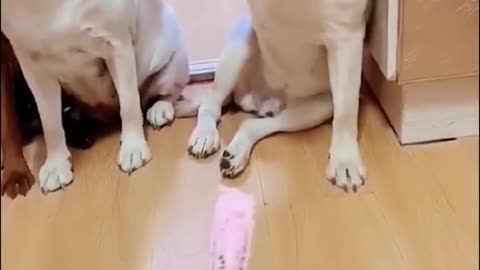 Best funny dogs