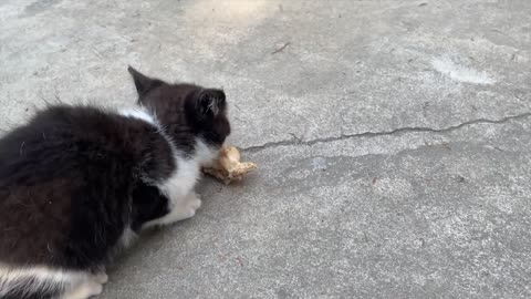 Chicken vs. fish, watch how cats indulge!
