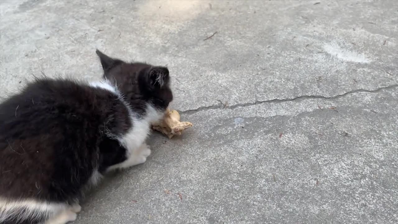 Chicken vs. fish, watch how cats indulge!
