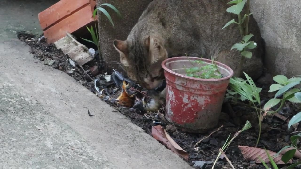 cat attacking and eating bird