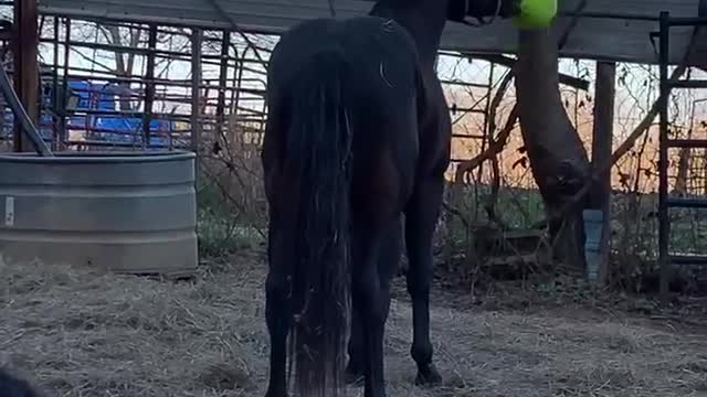 Horses like to play ball too