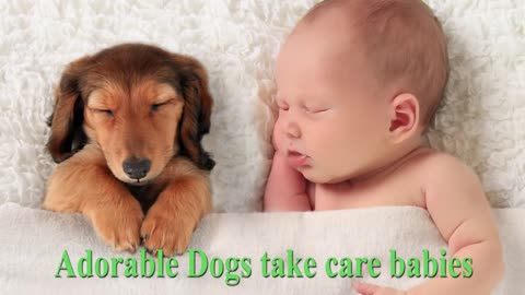 Adorable dogs take care babies ........!