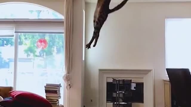 The longest jump by a cat