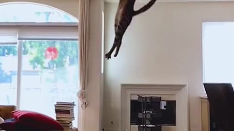 The longest jump by a cat