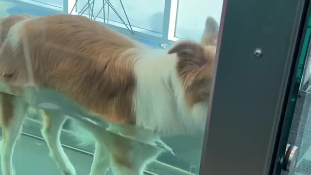 Doing_our_best_to_make_our_girl_feel_her_best