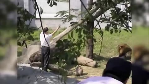 Unstable Man Jumps into Lion Exhibit area