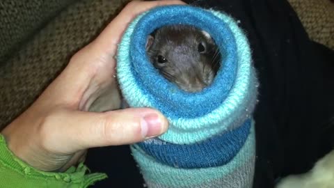 ADORABLE Rats - Cute Rat Compilation!
