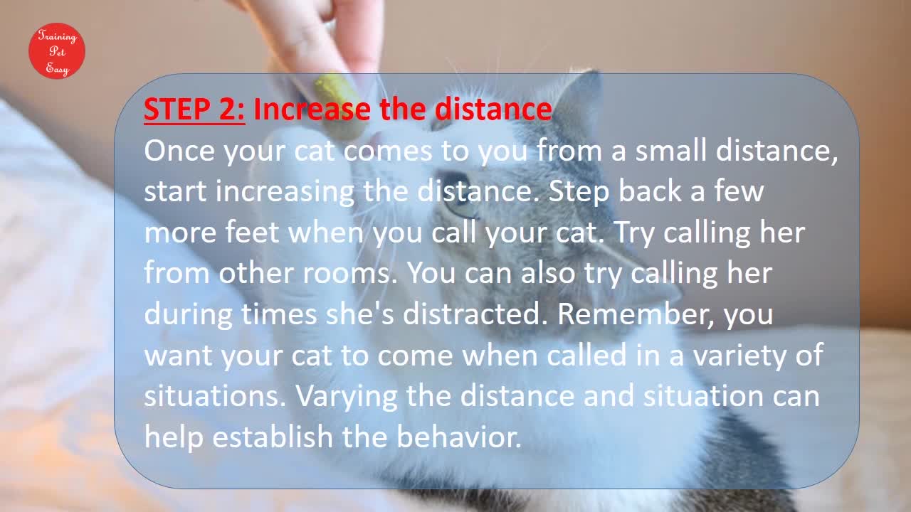 Training Cat To Come When You Call