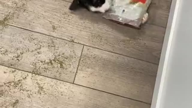 My cat found the catnip