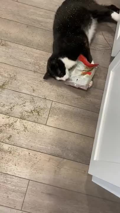 My cat found the catnip