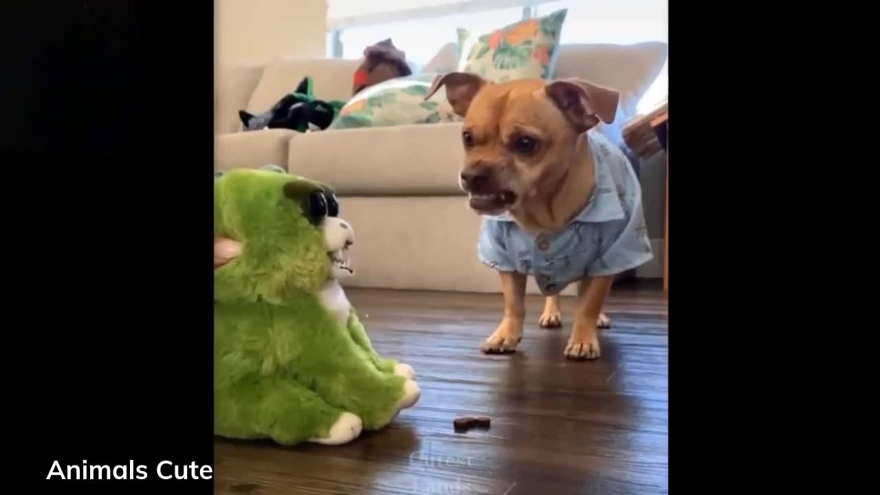 Cute and funny animals 01