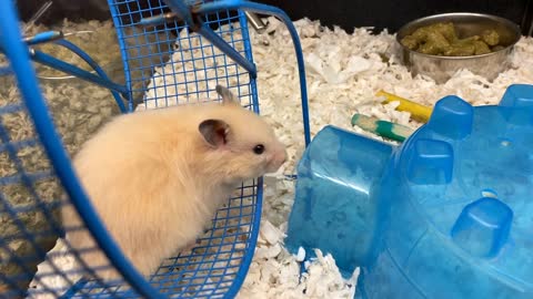 Happy hamster running in wheel of cage