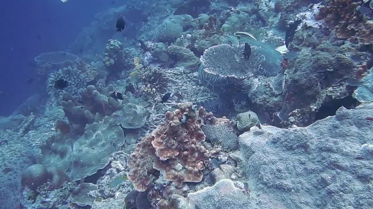 Hawksbill Sea Turtle video