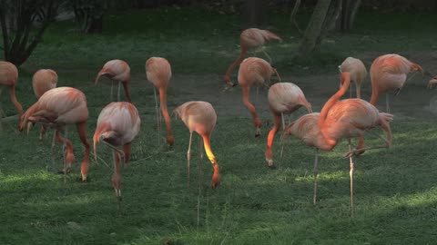 Flamingos eating in a field