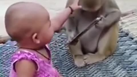 CUTE MONKEY FUNNY VIDEO ! MONKEY FUNNY VIDEO