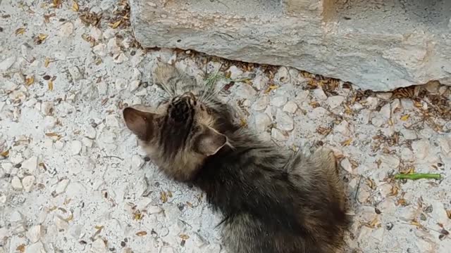 Little kittens fight for a place in the sun