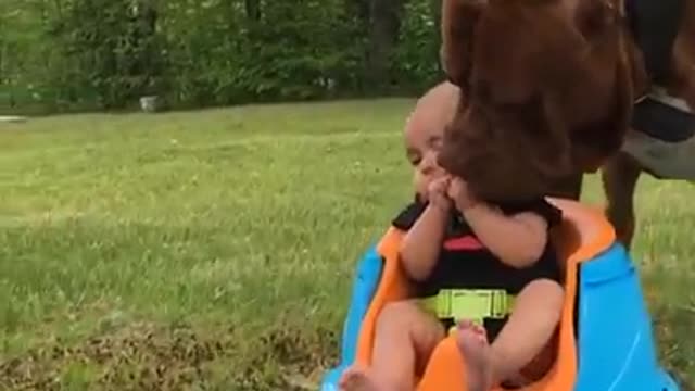 Funny pitbull and Baby videos