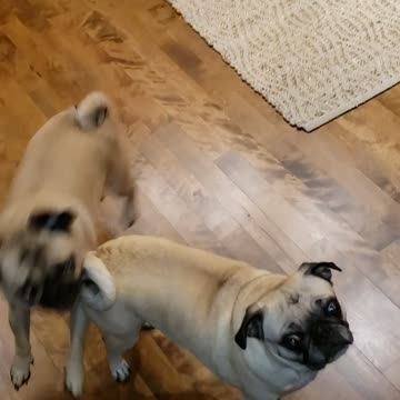 Faith, Bo, and LuLu eating their Rice Krispies