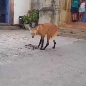 This is neither a fox, dog or wolf