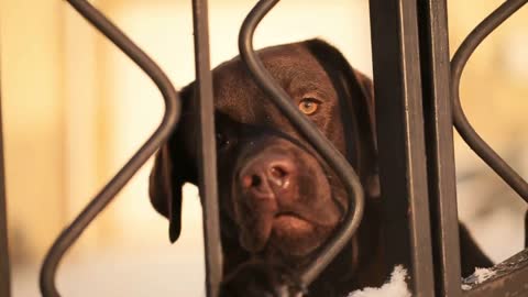 dog is looking over Fence