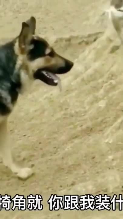 German Shepherd teaching goat to behave well.德国牧羊犬教山羊要表现良好。