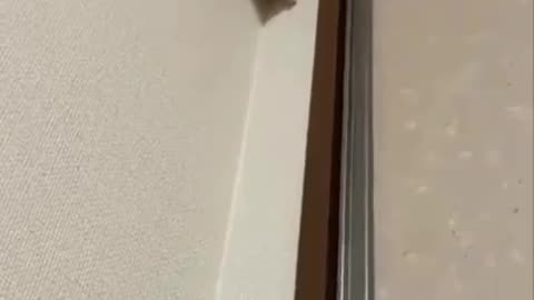 SpiderMouse?
