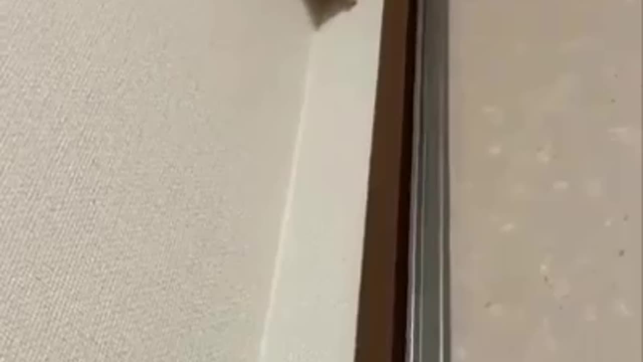 SpiderMouse?