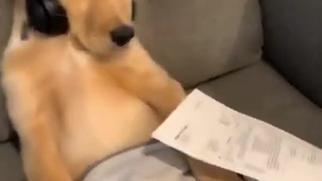 So maybe get a job - DAILY 🐶 ANIMALS 😻 SHORTs