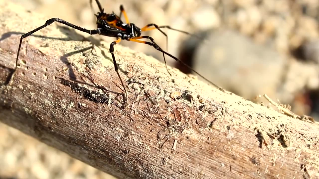 Strange-Looking Ant: Nature's Unique Marvel