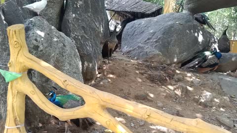 These peacocks are hiding under rocks to enjoy the shade