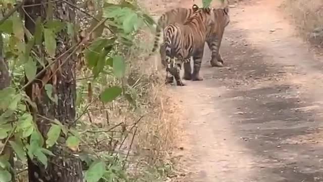 Tiger safari park | Ranthambore national park👍