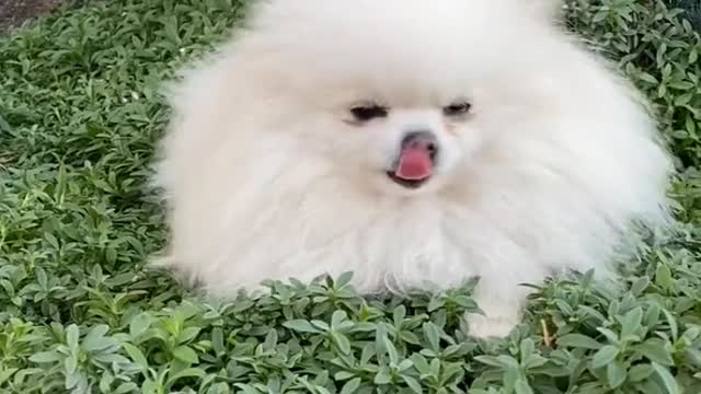 Puppy playing in the garden seems like very happy