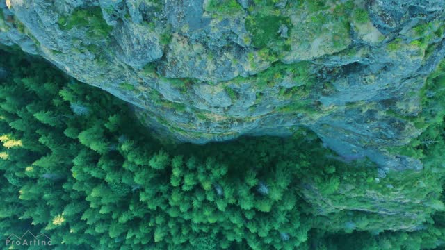 Forest Coast Landscape