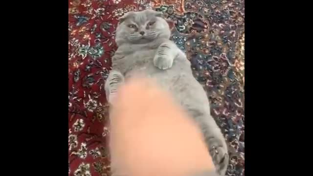 Funniest Cat - Don't try to hold back Laughter - Funny Cats Life