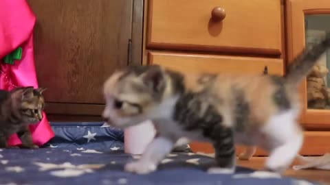 Kittens Squeeze The Mother Cat's Chest And Drink Milk-11