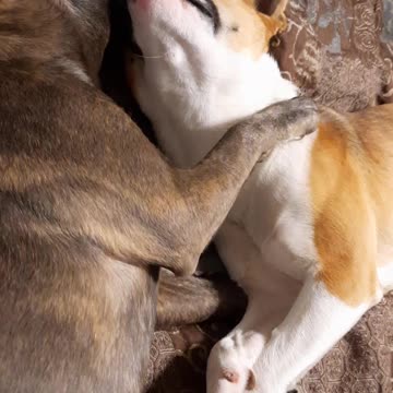 Snuggling With Tucker Carlson and Claire Bear 🐻