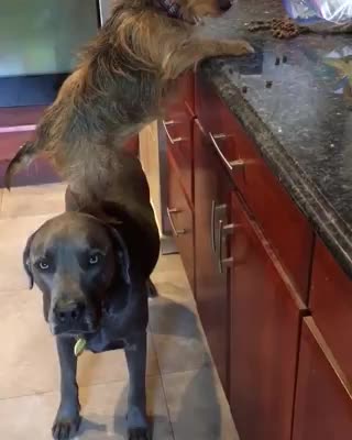 Graban a dos incondicionales amigos rescatados ejecutando el crimen perfecto