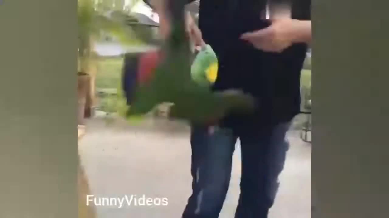 Funny video