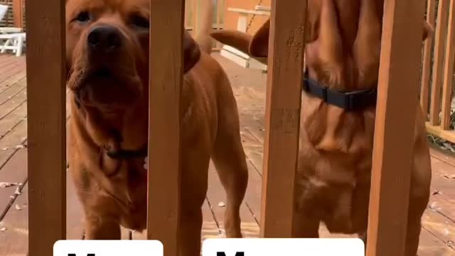 DOGS TRY TO CONVENCE MOM TO OPEN DOOR