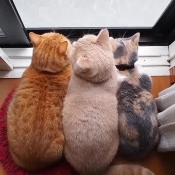 Family of cats are having a lovely day