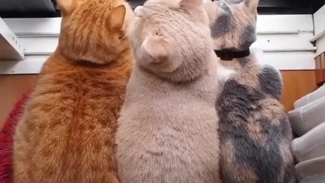 Family of cats are having a lovely day