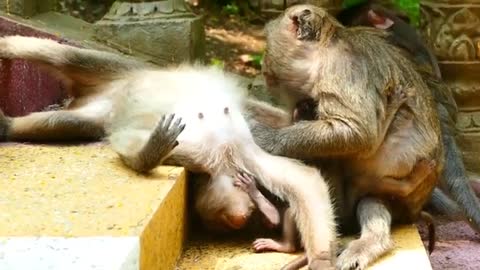 Monkeys care.Baby monkey's very funny