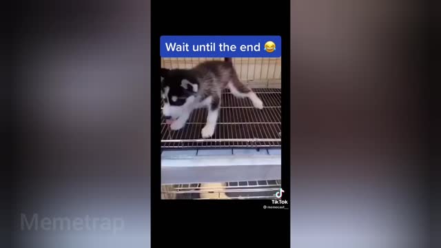 the funniest tiktok memes 2021