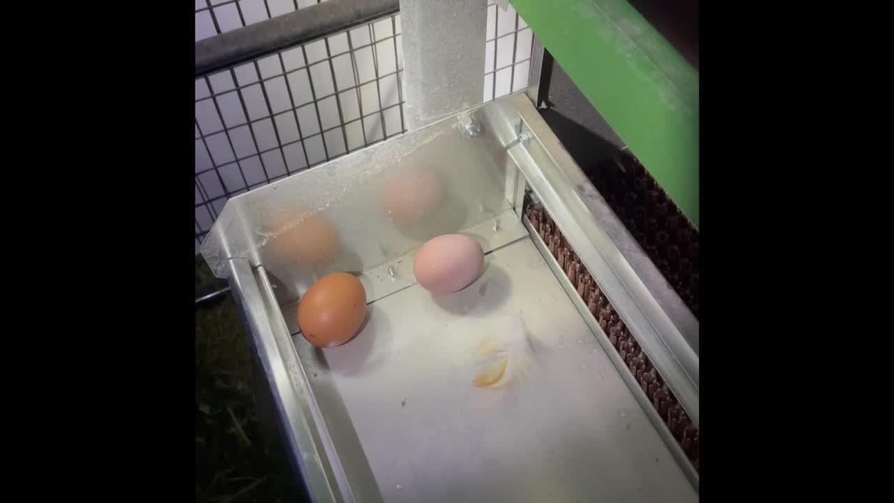 Chicks - First eggs!!!