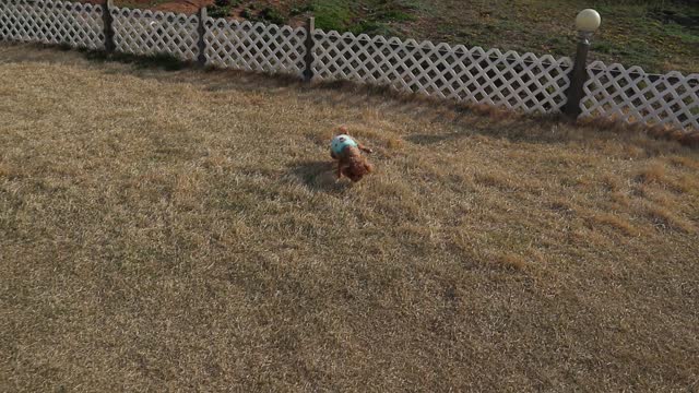 Puppy running around in a large garden