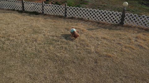 Puppy running around in a large garden