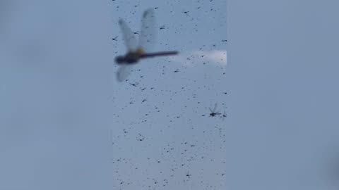 Supersize swarm of dragonflies overwhelms Rhode Island beach
