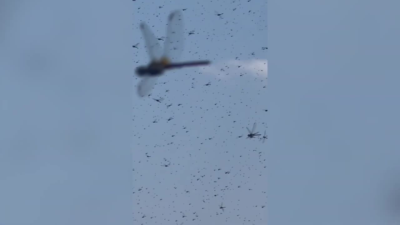Supersize swarm of dragonflies overwhelms Rhode Island beach
